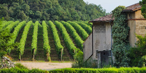 compri dal produttore